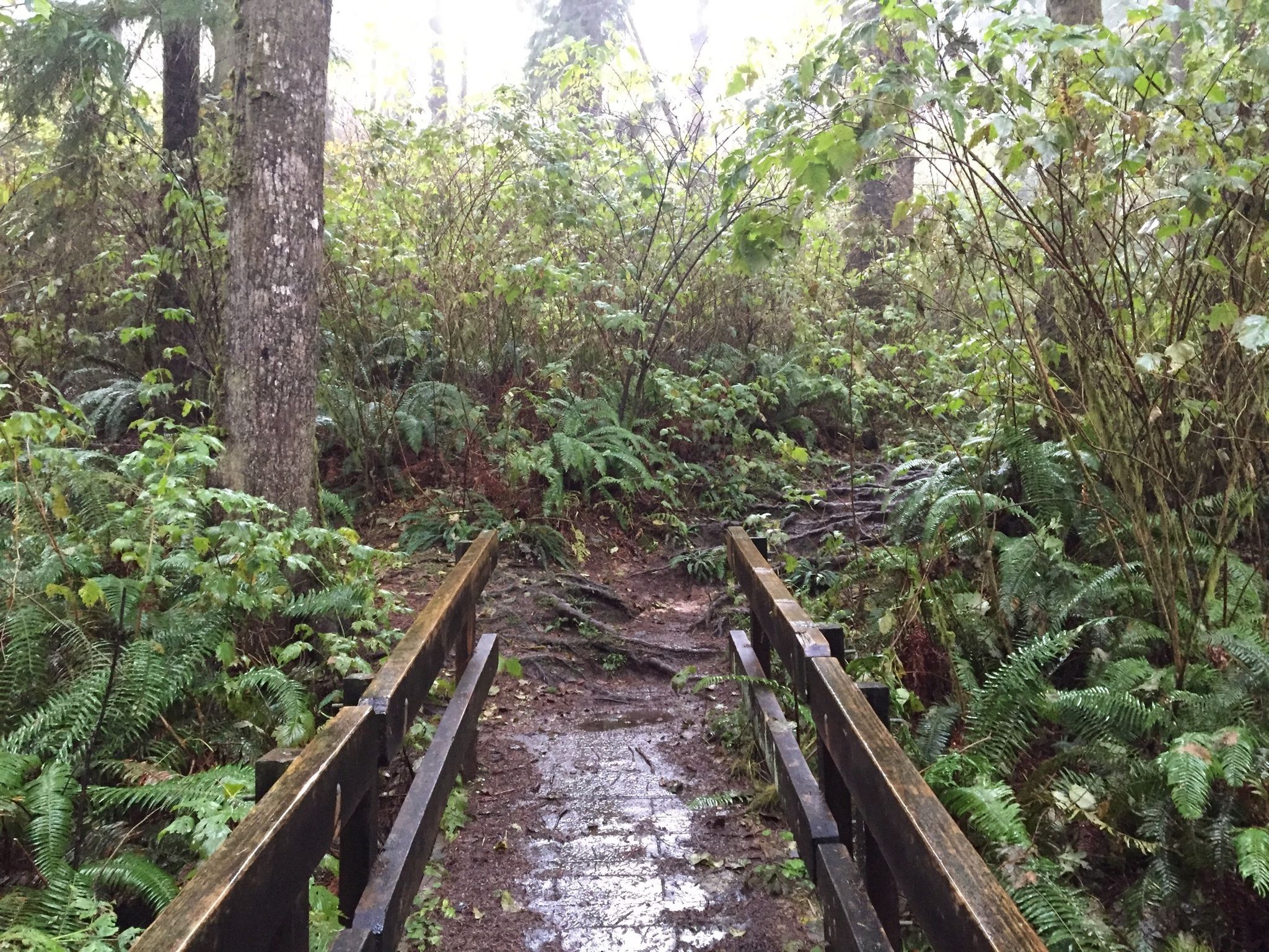 Cathedral Tree Trail Pathway